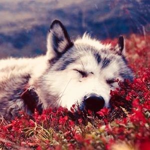 Meet your Posher, Hahannah